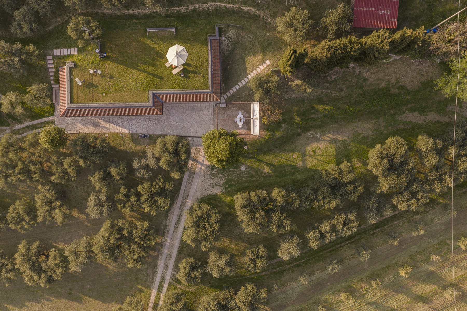 Ulivi e collina